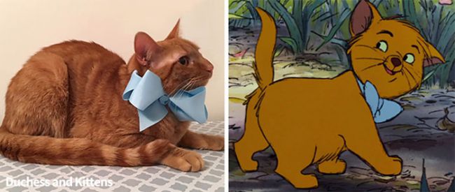 เจ้าเหมียว "ดัชเชส" คลอดลูกออกมาเหมือนกับ "The Aristocats ...